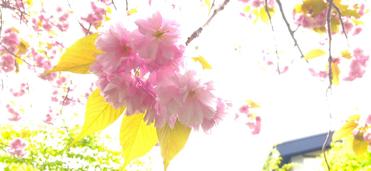 支笏湖の桜2